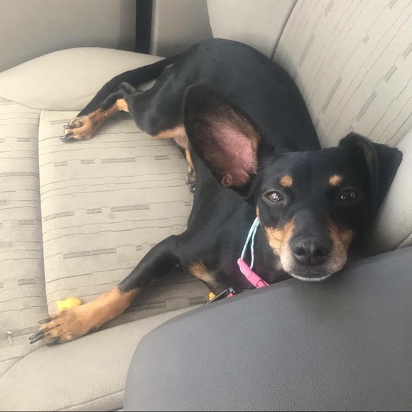 Meet your Posher, Jessica - Picture 2 of 3